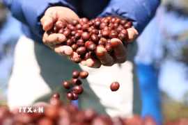 Thu hoạch càphê ở Đắk Lắk. (Ảnh: Tuấn Anh/TTXVN)