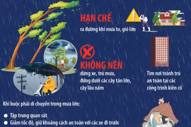 Phòng tránh tai nạn cây xanh gãy, đổ khi mưa lớn