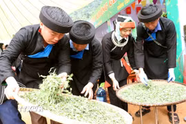Các nghệ nhân với sự khéo léo, kinh nghiệm sao chè thủ công, tạo nên nét đặc trưng riêng của vùng chè Cao Bồ. (Ảnh: Đức Thọ/TTXVN)