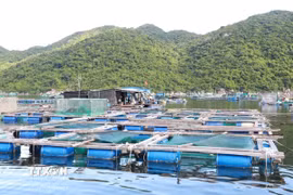 Các lồng bè nuôi trồng thủy sản ở vịnh Vũng Rô (xã Hòa Xuân, tỉnh Đắk Lắk). (Ảnh: Xuân Triệu/TTXVN)