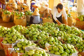 Xoài Đồng Tháp hiện được xuất khẩu sang nhiều nước trên thế giới. (Ảnh: Hữu Chí/TTXVN)