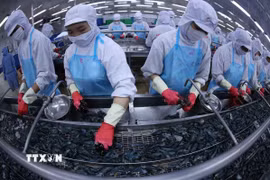 Chế biến sản phẩm tôm phục vụ xuất khẩu. (Ảnh: Vũ Sinh/TTXVN)