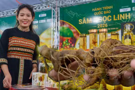 Rộn rã đêm hội Sâm Ngọc Linh: Trải nghiệm văn hóa đại ngàn giữa lòng Đà Nẵng