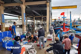 Âu thuyền cảng cá Thọ Quang, Đà Nẵng. (Ảnh: Thanh Phong/Vietnam+)