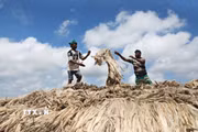 Người dân vận chuyển đay ra chợ nổi ở Munshiganj, Bangladesh, ngày 14/8/2026. (Ảnh: THX/TTXVN phát)