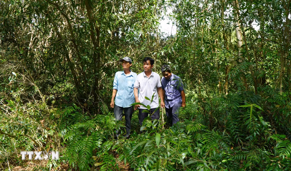 Nhân viên Khu bảo tồn sinh thái Đồng Tháp Mười vào vùng lõi của khu bảo tồn để kiểm tra, nắm tình hình sinh trưởng, phát triển của các loài động thực vật. (Ảnh: Nhựt An/TTXVN)