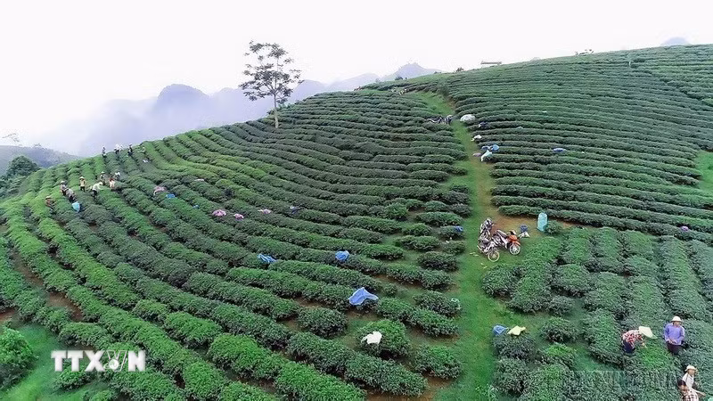 Chỉ số phát triển con người (HDI) của Việt Nam liên tục được cải thiện, thuộc nhóm các nước có mức phát triển con người trung bình cao của thế giới. Trong ảnh: Xã Tân Lập (Sơn La) triển khai nhiều mô hình kinh tế như trồng chanh leo, mận hậu, chè giúp nhiều hộ thoát nghèo, từng bước vươn lên làm giàu. (Ảnh: Hữu Quyết/TTXVN)