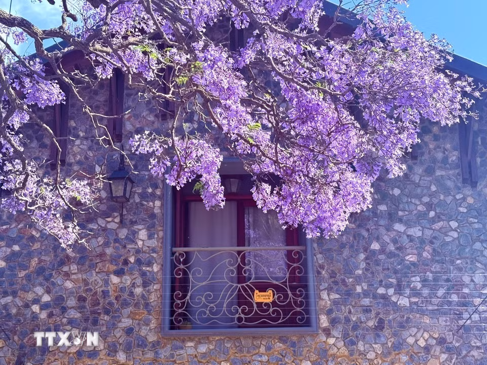 Lạc bước giữa những vòm hoa phượng tím lộng lẫy ở Nam Phi Những vòm hoa Jacaranda buông xuống cửa sổ những ngôi nhà, tô điểm thêm nét thanh bình, mộng mơ cho các khu dân cư cao cấp như Waterkloof hay Brooklyn. (Ảnh: Đặng Huyền/TTXVN)