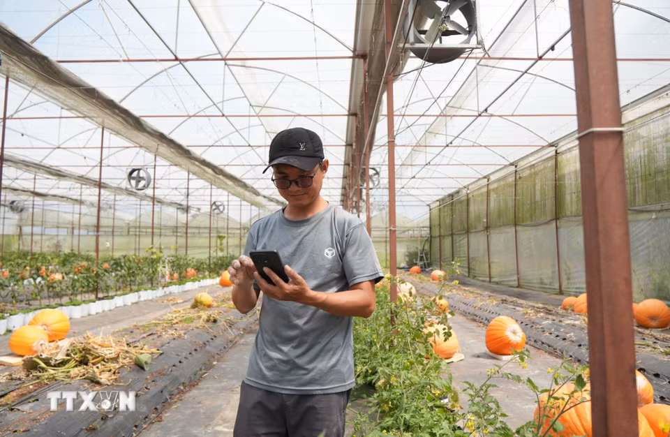 Vườn bí ngô được nhà vườn Đinh Tiến Đăng trồng trong nhà kính ứng dụng nông nghiệp công nghệ cao, nông nghiệp thông minh điều khiển bằng phần mềm để phòng chống bệnh hại cho cây trồng. (Ảnh: Nguyễn Dũng/TTXVN)