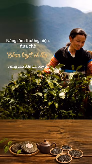 Nâng tầm thương hiệu, đưa chè Shan tuyết cổ thụ vùng cao Sơn La bay xa