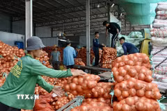 Công nhân chuẩn bị hàng nông sản xuất khẩu sang Campuchia qua Cửa khẩu Khánh Bình, tỉnh An Giang. (Ảnh: Thanh Sang/TTXVN)