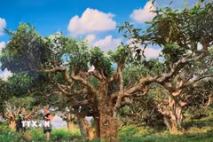 Chè Shan tuyết cổ thụ ở Suối Giàng được công nhận là Cây Di sản Việt Nam. (Ảnh: TTXVN phát)