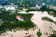 Nước lũ dâng cao, nhiều diện tích cây trồng bị ngập trắng. (Ảnh: TTXVN phát)