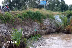 Sạt lở ăn sâu vào chân đê buộc người dân và chính quyền địa phương phải dùng cừ tràm, lưới bạt gia cố tạm thời. (Ảnh: Trung Kiên/TTXVN)