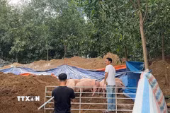 Tiêu hủy lợn nhiễm chất cấm tại xã Hưng Thịnh, thành phố Đồng Nai. (Ảnh: Công Phong/TTXVN)