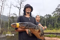 Cá thể kỳ đà hoa (thuộc Sách Đỏ Việt Nam) được mang thả về môi trường rừng tự nhiên trên đảo Phú Quốc. (Ảnh: TTXVN phát)