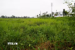 Bên cạnh nhà máy là nhiều diện tích đất nông nghiệp bị bỏ hoang. (Ảnh: Mạnh Khánh/TTXVN)