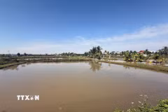 Ruộng rươi bắt đầu vào mùa thu hoạch tại xã Vĩnh Thuận. (Ảnh Tiến Vĩnh/TTXVN)