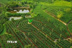 Một góc vùng chè Tân Cương, Thái Nguyên. (Ảnh: Minh Đức/TTXVN)