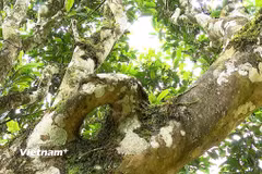 Một cây chè cổ thụ ở Phình Hồ. (Nguồn: Vietnam+)