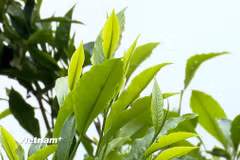 Theo người dân ở Phình Hồ, chè muốn ngon phải được hái lúc vẫn còn hơi sương. (Nguồn: Vietnam+)