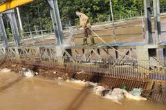 Rất nhiều xác lợn được phát hiện trên kênh.