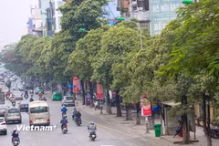 Hoa sữa trên một tuyến phố ở Hà Nội. (Nguồn: Vietnam+)