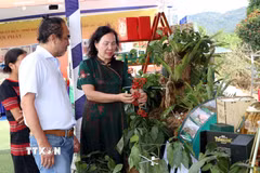 Du khách thích thú tham quan các gian hàng giới thiệu sâm Ngọc Linh tại lễ hội. (Ảnh: Cao Nguyên/TTXVN)