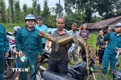 Người dân cùng lực lượng chức năng xã Đăk Ơ vây bắt thành công cá sấu sau gần 1 tháng. (Ảnh: TTXVN phát)