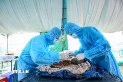Nhân viên Trung tâm Y tế khu vực Tân Biên cẩn trọng thực hiện lấy mẫu hài cốt từ phần mộ liệt sỹ chưa xác định được thông tin. (Ảnh: Giang Phương/TTXVN)