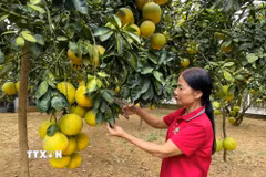 Bưởi đặc sản Đoan Hùng ở Phú Thọ. (Nguồn: TTXVN)