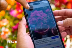 Người dân phường Long Hoa, tỉnh Tây Ninh sử dụng điện thoại thông minh để tra cứu thông tin sản phẩm nông nghiệp, góp phần thúc đẩy kinh tế số trong lĩnh vực nông nghiệp. (Ảnh: Minh Phú/TTXVN)