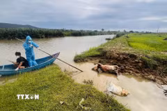 Xã Đông Trạch (Quảng Trị) huy động lực lượng, phương tiện tổ chức thu gom và tiêu hủy xác lợn theo đúng quy trình xử lý môi trường và dịch bệnh. (Ảnh: Nguyên Linh/TTXVN)