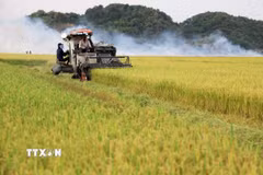 Thu hoạch lúa gạo. (Ảnh: Hồng Đạt/TTXVN)