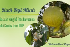 Bưởi Đại Minh - đặc sản vùng hồ Thác Bà vươn xa nhờ Chương trình OCOP