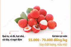 Vải thiều Bắc Ninh được giá, giá bán tại vườn từ 55.000 đến 70.000 đồng mỗi kg