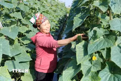 Thành viên Hợp tác xã Minh Quang (xã Vũ Thư, tỉnh Hưng Yên) thu hoạch dưa chuột. (Ảnh: Thế Duyệt/TTXVN)