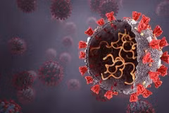Phân tử CIM-834 có khả năng ức chế hoàn toàn sự nhân lên của virus thông qua một cơ chế mới. (Ảnh minh họa. Nguồn: Shutterstock)