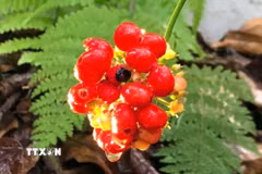Hoa sâm Ngọc Linh chín đỏ. (Ảnh: Trần Tĩnh/TTXVN)