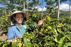 Vùng càphê Khe Sanh (Quảng Trị) hiện có hơn 4.000ha, chiếm khoảng 70% diện tích cà phê Arabica của miền Trung. (Ảnh: Nguyên Linh/TTXVN)