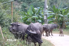 Đàn trâu. (Ảnh minh họa. Nguồn: TTXVN)