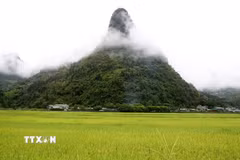 Mùa vàng trên cánh đồng Mường Khương. (Ảnh: Quốc Khánh/TTXVN)