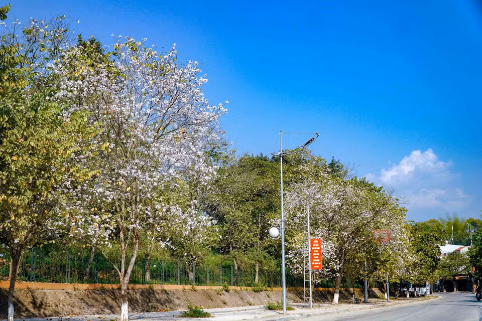Hoa ban bung nở trên đường Hoàng Văn Thái, thành phố Điện Biên Phủ. (Ảnh: Xuân Tư/TTXVN)