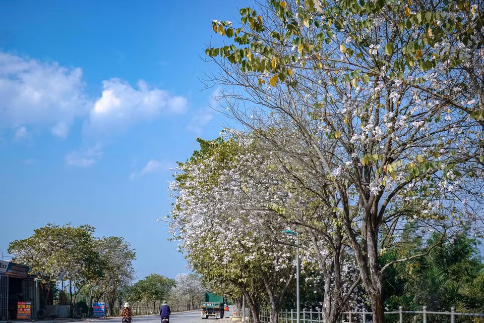 Hoa ban bung nở trên đường Nguyễn Hữu Thọ, thành phố Điện Biên Phủ. (Ảnh: Xuân Tư/TTXVN)