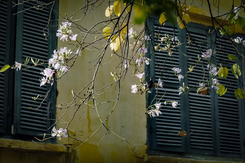 Những cành ban trắng buông lơi. (Ảnh: Xuân Tư/TTXVN)