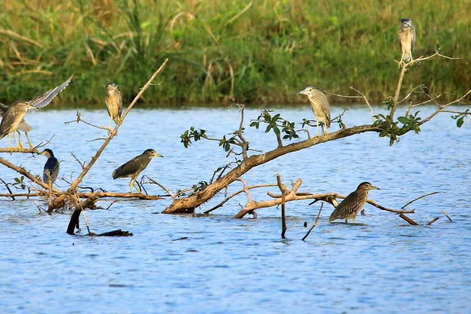 Vườn chim nằm trong hồ Thiên Nga rộng 50ha - một trong những hồ nước lớn nhất tại Hà Nội và lân cận, rộng gấp gần 5 lần hồ Gươm và 6 lần hồ Trúc Bạch. Tại đây, hơn 20 chú chim thiên nga đen và trắng được ban quản lý khu đô thị chăm sóc và thuần chủng. 