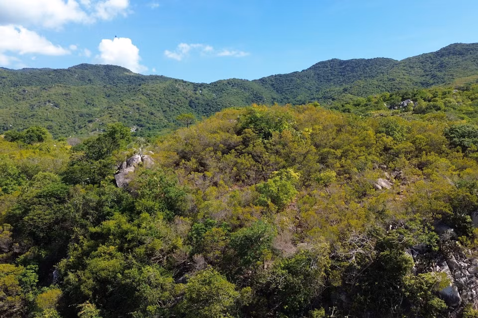 Hệ sinh thái rừng ở Khu Dự trữ Sinh quyển Thế giới Núi Chúa tại tỉnh Ninh Thuận. (Ảnh: Nguyễn Thành/TTXVN)
