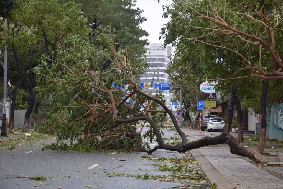 Nhiều cây xanh bị bão quật bung gốc. (Ảnh: Văn Dũng/TTXVN)