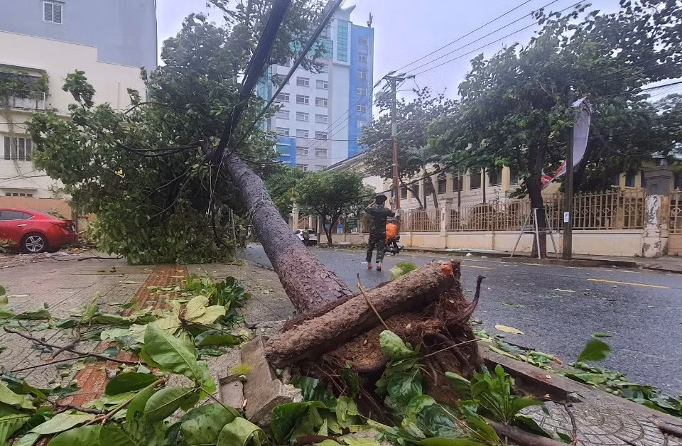Nhiều cây xanh bị bão quật bung gốc. (Ảnh: Văn Dũng/TTXVN)