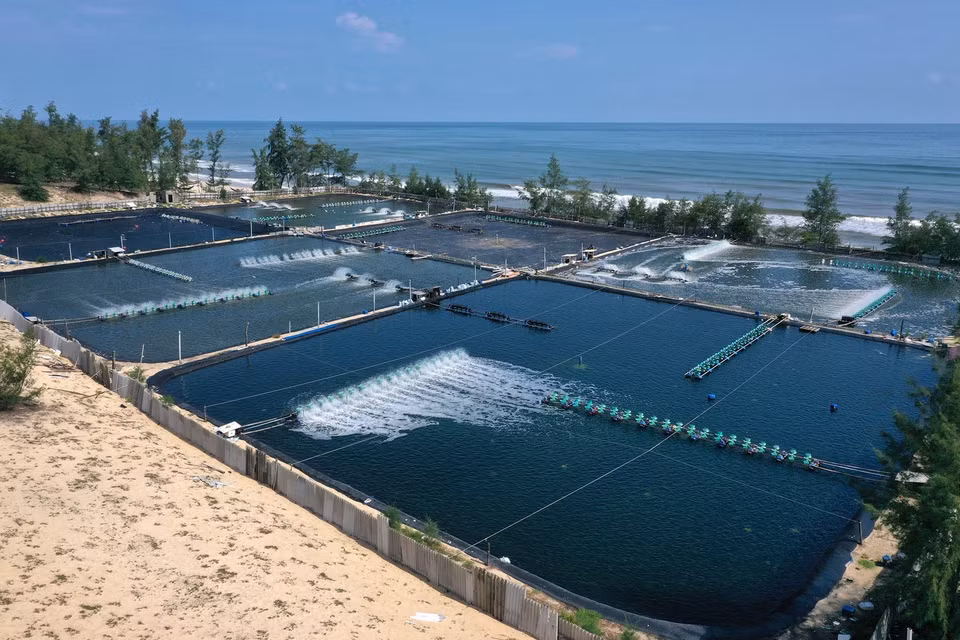 Tỉnh Thừa Thiên-Huế hiện có trên 7.000 ha mặt nước được đưa vào nuôi trồng thủy sản, trong đó diện tích nuôi nước lợ 5.000 ha, còn lại nuôi nước ngọt. Trong ảnh: Nuôi tôm trên cát ở huyện Quảng Điền. (Ảnh: Hồ Cầu/TTXVN)